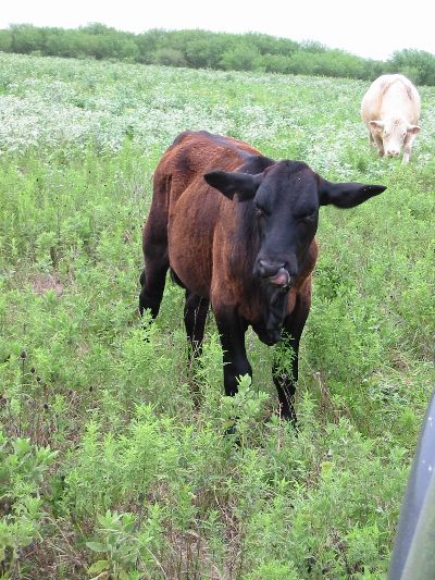 Shelby - Arlina's pride and joy